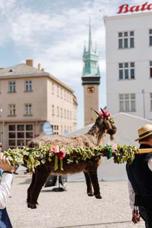 Festival vína VOC Znojmo